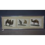 A 19th century German framed triptych hand-coloured prints of animals, to include Camel, Kangaroo,
