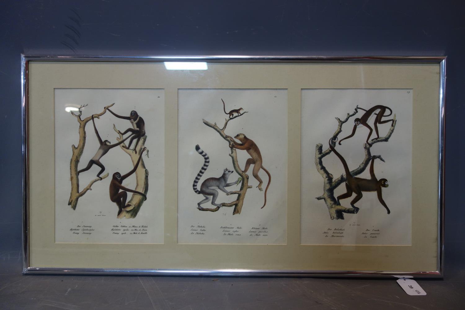 19th century German framed triptych hand-coloured prints of animals, to include Gibbons and