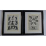 A pair of framed and glazed prints, la mode illustree framed pictures. 58x48cm.