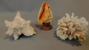 A decorative carved shell on stand, another shell and a piece of coral. H.19 W.12cm