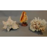 A decorative carved shell on stand, another shell and a piece of coral. H.19 W.12cm