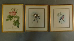A pair of framed and glazed bird prints and another. H.42 W.32