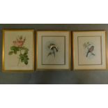 A pair of framed and glazed bird prints and another. H.42 W.32