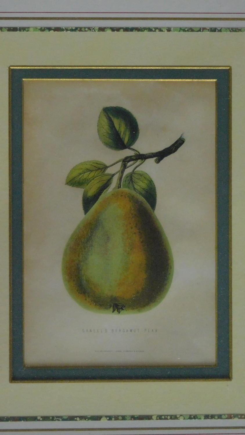 A set of four framed and glazed prints of fruit. 49x40cm - Image 3 of 5