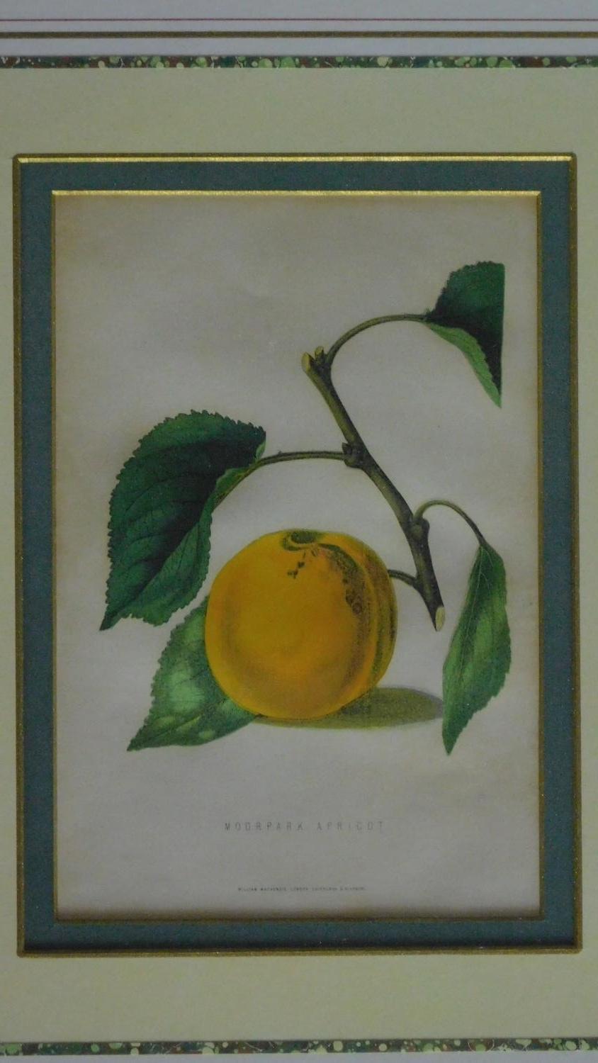 A set of four framed and glazed prints of fruit. 49x40cm - Image 2 of 5