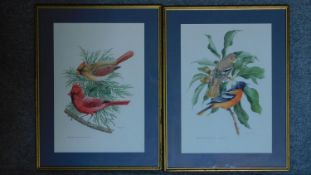A large pair of framed and glazed watercolours, finches, signed. 62x47cm