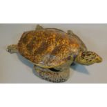 A 19th century taxidermy, a Hawksbill turtle. W.80 D.52cm