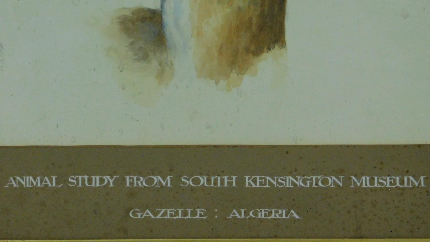 A framed watercolour, gazelle, inscription to mount. 73x59cm - Image 3 of 5