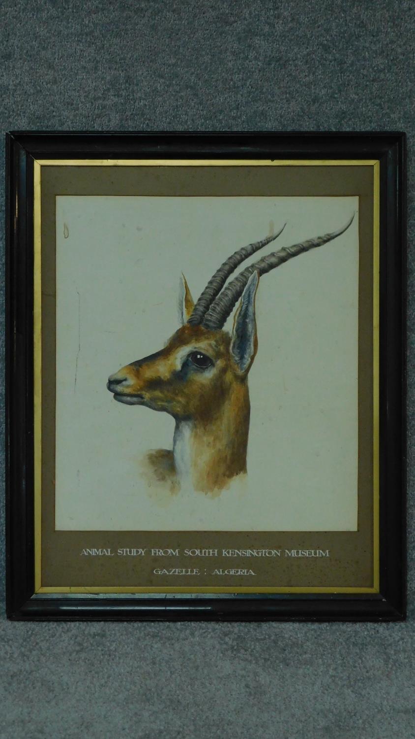 A framed watercolour, gazelle, inscription to mount. 73x59cm