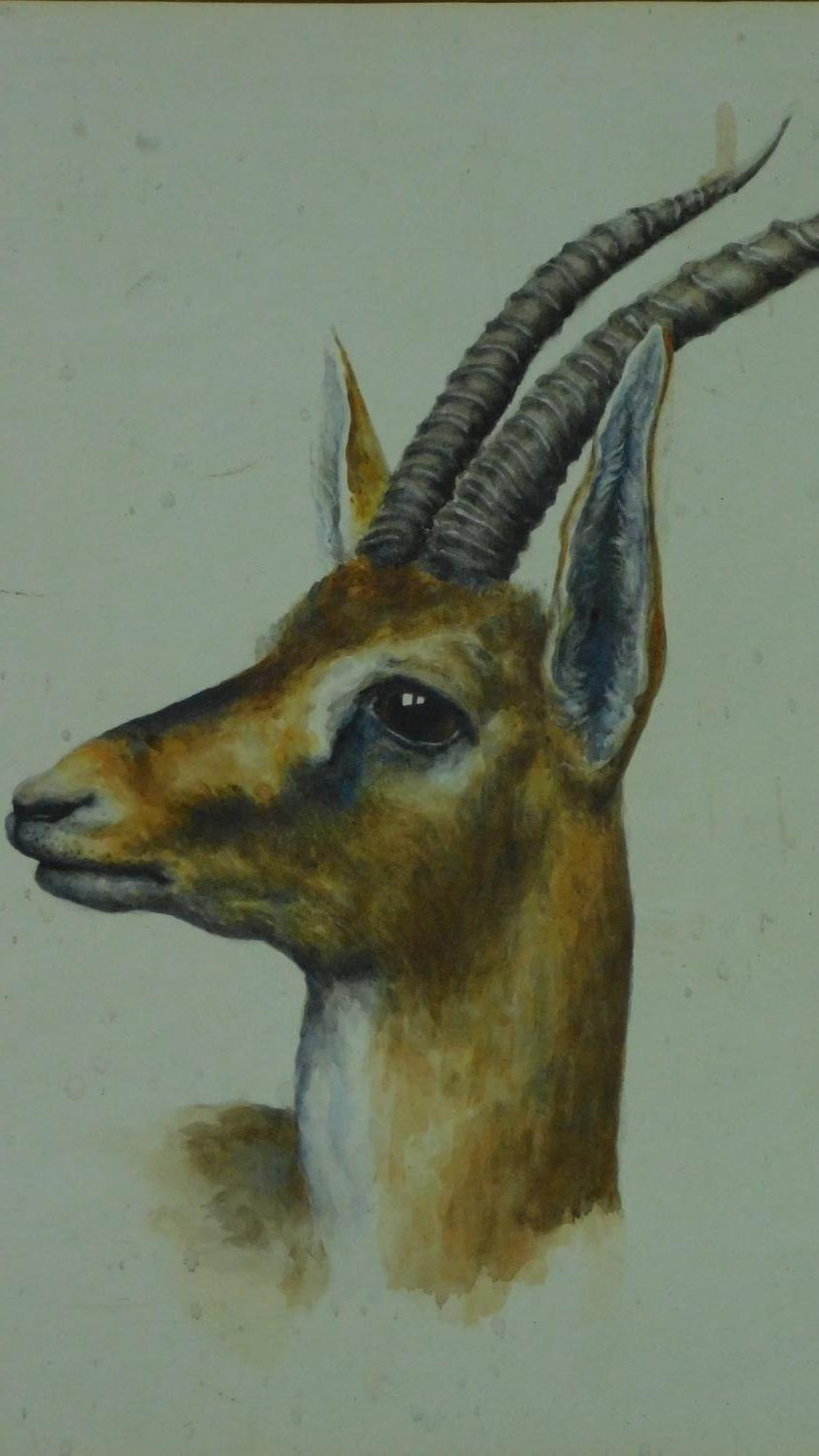 A framed watercolour, gazelle, inscription to mount. 73x59cm - Image 2 of 5