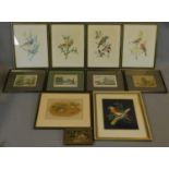 A miscellaneous collection of eleven framed and glazed prints of avian and architectural interest.