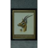 A framed watercolour, gazelle, inscription to mount. 73x59cm