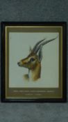 A framed watercolour, gazelle, inscription to mount. 73x59cm