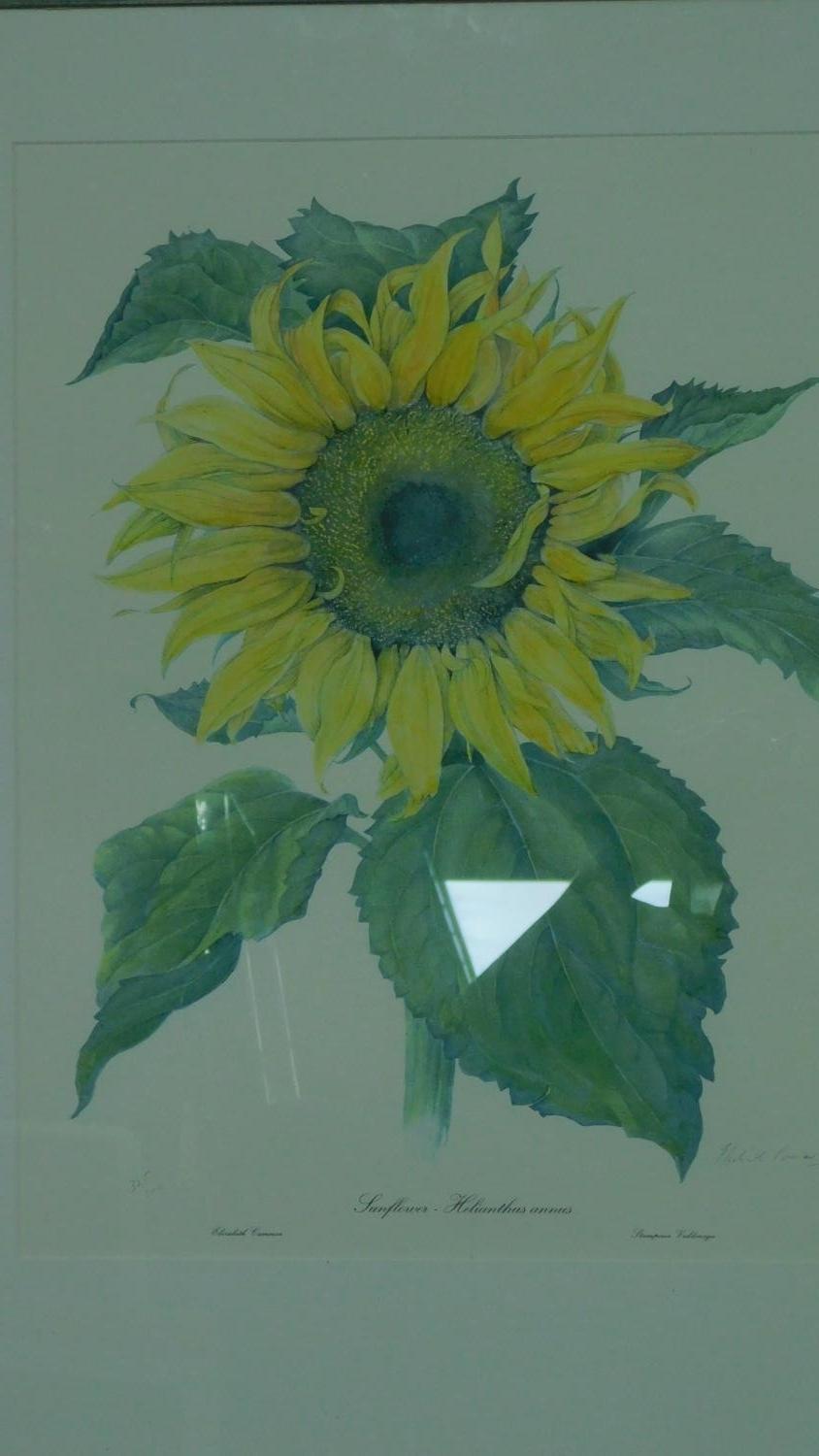 Two framed and glazed prints, sunflower and lemons. 82x67 (largest) - Image 3 of 7
