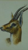 A framed watercolour, Animal study from South Kensington Museum, gazelle. H.72 W.59cm (unglazed)
