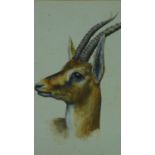 A framed watercolour, Animal study from South Kensington Museum, gazelle. H.72 W.59cm (unglazed)