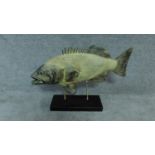 A large model of a fish on black metal stand. H. 45cm W 64cm