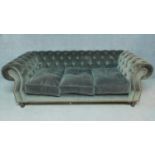 A large three seat Chesterfield sofa upholstered in buttoned velour on turned supports. H.72 W.226
