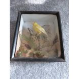 Antique taxidermy, canary in a wooden case with substrate. 22 x 19
