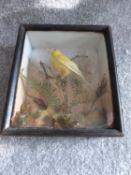 Antique taxidermy, canary in a wooden case with substrate. 22 x 19