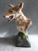 Taxidermy coyote on stand. H 60.5cm.