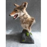 Taxidermy coyote on stand. H 60.5cm.