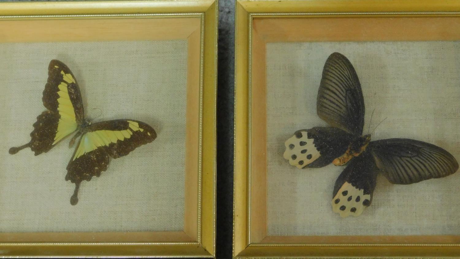 Six framed and mounted tropical butterflies. Identified and labelled. H.20 W.19cm - Image 5 of 5