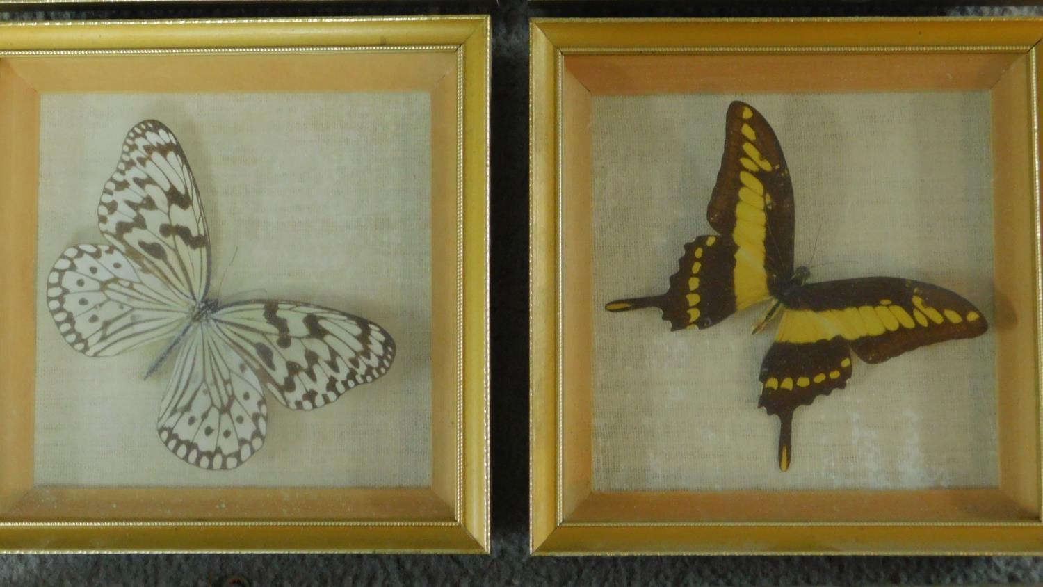 Six framed and mounted tropical butterflies. Identified and labelled. H.20 W.19cm - Image 4 of 5