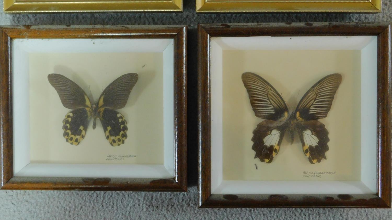 Six framed and mounted tropical butterflies. Identified and labelled. H.20 W.19cm - Image 2 of 5