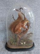 An antique taxidermy red squirrel on branch with dried substrate in glass display dome . Has