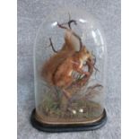 An antique taxidermy red squirrel on branch with dried substrate in glass display dome . Has