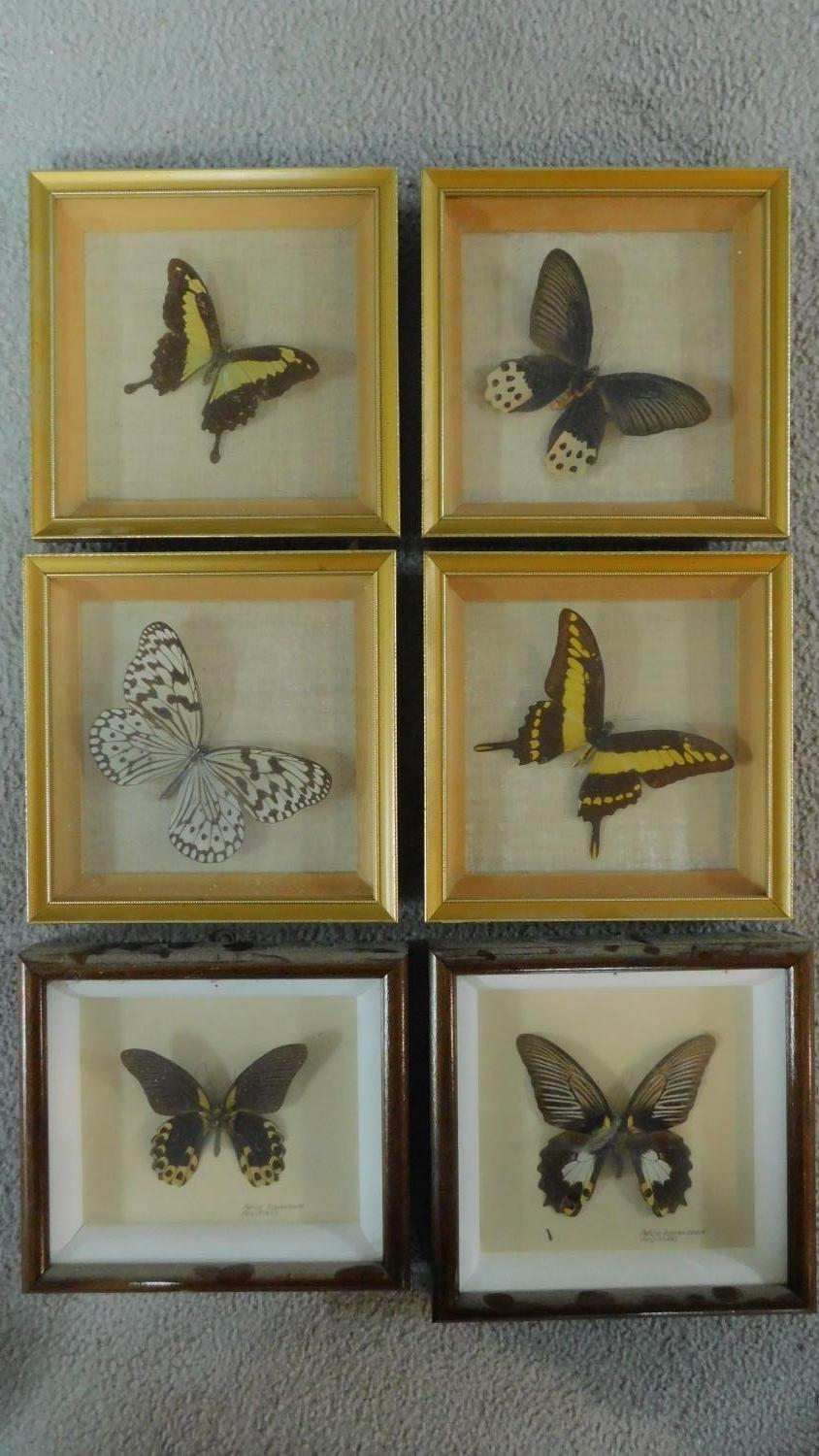 Six framed and mounted tropical butterflies. Identified and labelled. H.20 W.19cm