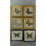 Six framed and mounted tropical butterflies. Identified and labelled. H.20 W.19cm