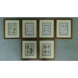Six framed and glazed natural history plates of various species of mollusk. 46x39cm