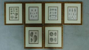 Six framed and glazed natural history plates of various species of mollusk. 46x39cm