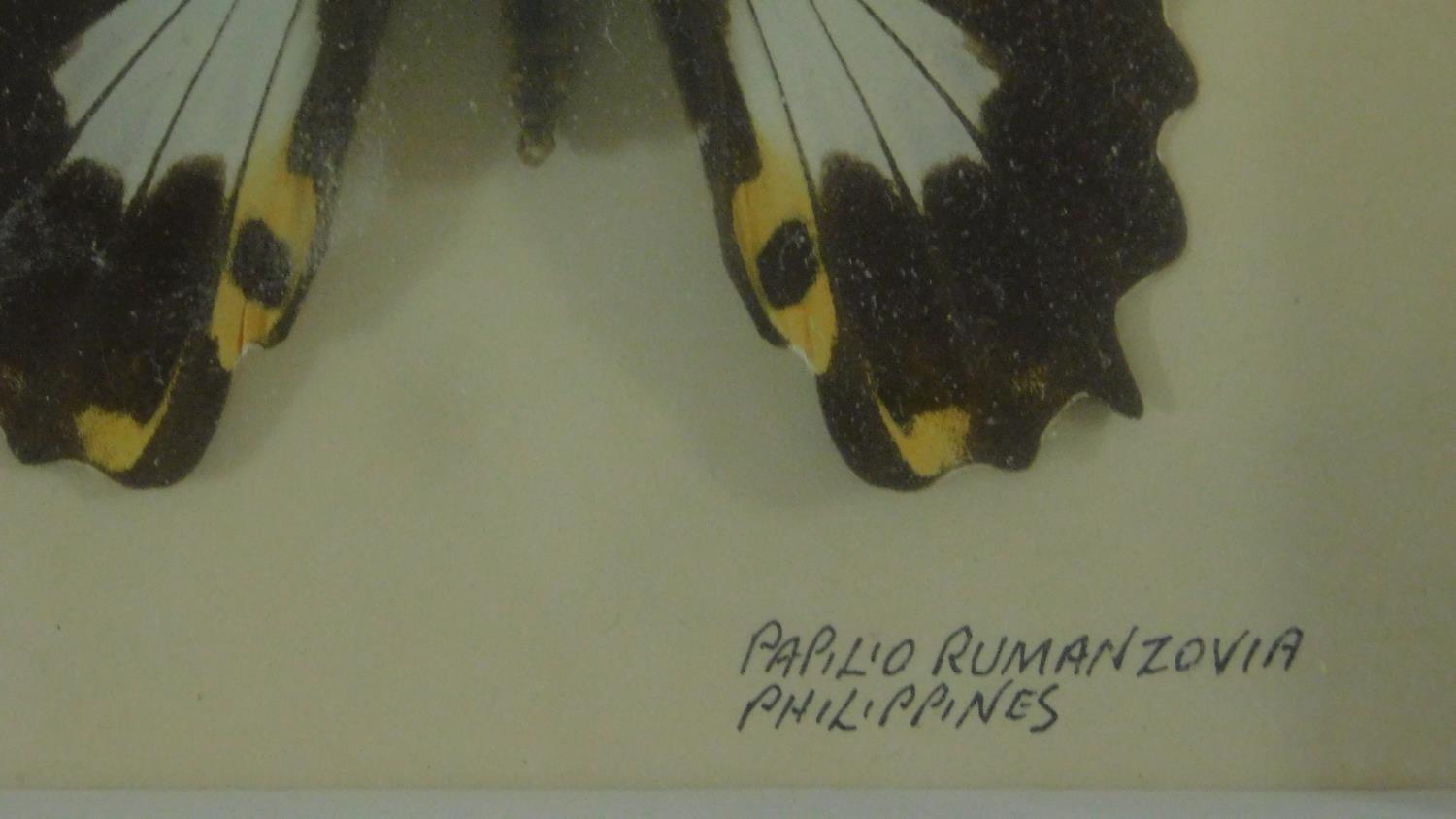 Six framed and mounted tropical butterflies. Identified and labelled. H.20 W.19cm - Image 3 of 5