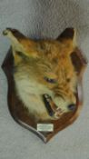 A vintage taxidermy wall mounted foxes head on a wooden shield with plaque. H.30cm