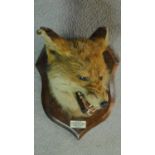 A vintage taxidermy wall mounted foxes head on a wooden shield with plaque. H.30cm