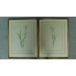 A pair of framed and glazed botanical prints depicting flowers. 57x75cm