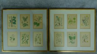 A pair of framed and glazed prints of botanical studies. 68x72cm