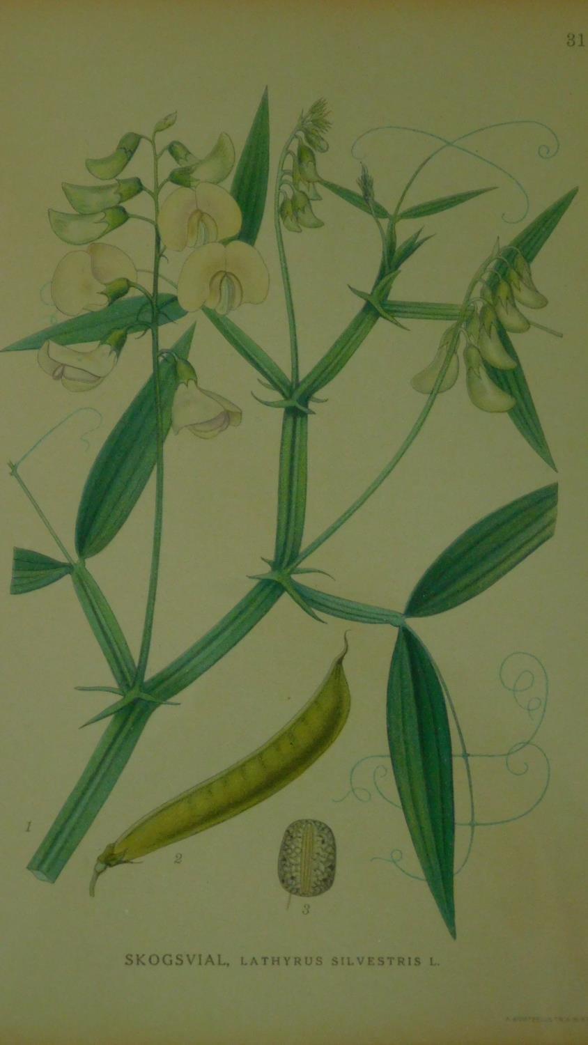 A pair of framed and glazed prints of botanical studies. 68x72cm - Image 6 of 7