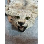 A vintage American Bob cat taxidermy rug, backed on dark brown and beige felt. Yellow glass eyes.