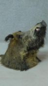 An antique taxidermy wild boars head with glass eyes. H.50 W.42cm