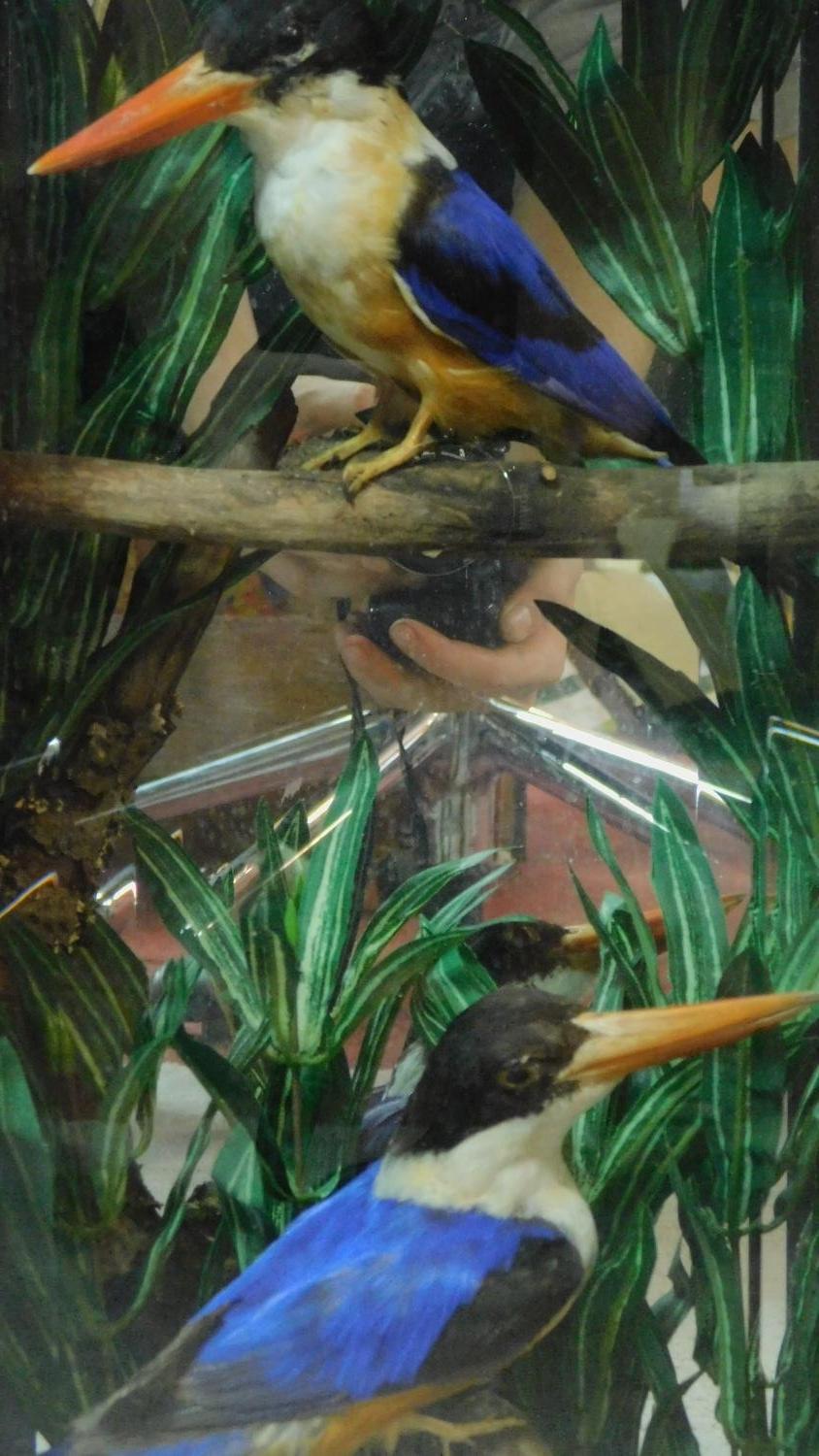 A pair of taxidermy Black Capped Kingfishers in a naturalistic setting. Housed in a wooden hand - Image 3 of 6