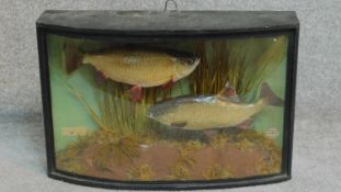 A pair of antique taxidermy Rudd in glass case by taxonomists E.F Spicer. F. Z & Sons of Birmingham.