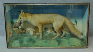 A glass cased Edwardian taxidermy fox with a red legged partridge in its mouth, in a naturalistic