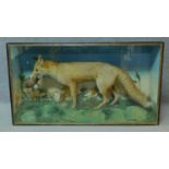 A glass cased Edwardian taxidermy fox with a red legged partridge in its mouth, in a naturalistic