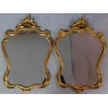 A pair of gilt rococo style shell carved mirrors. H.85 W.59cm