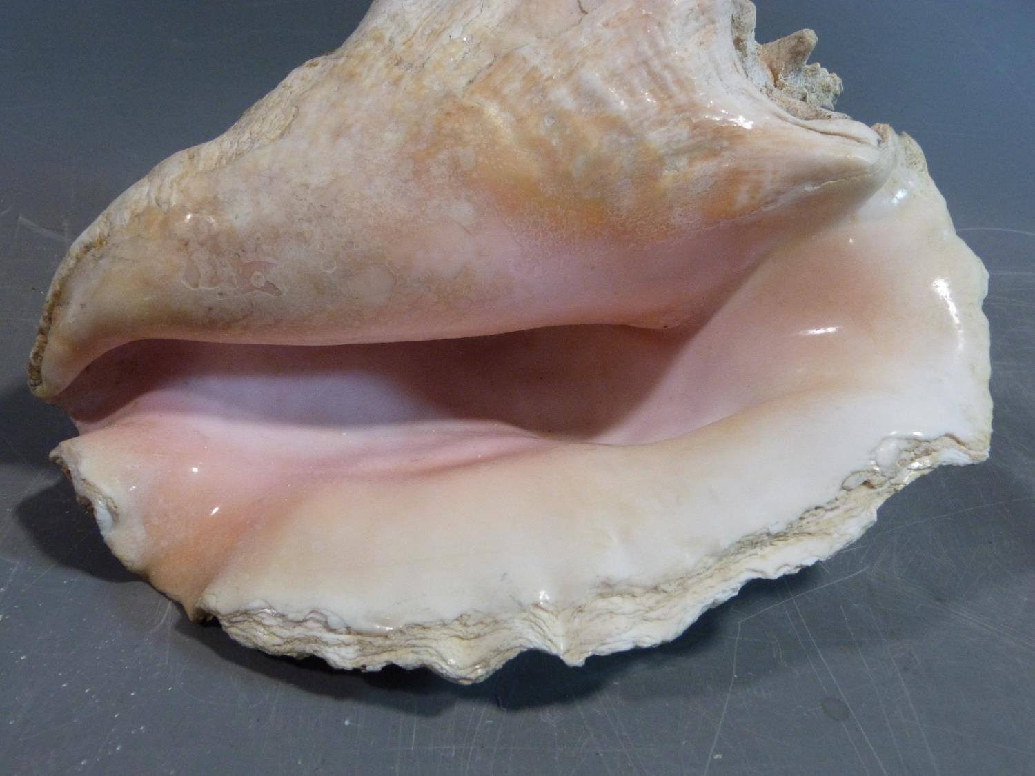 A large conch shell. Length 26cm. - Image 5 of 5