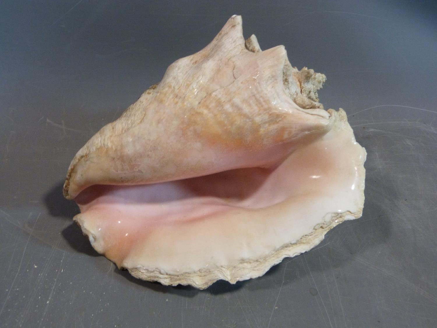A large conch shell. Length 26cm. - Image 4 of 5